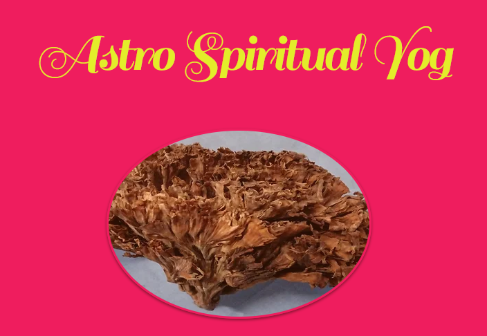 Real Udumbara Tree Flower Trade Mark of Vikas Rajendra Prasad Tiwari Astro spiritual Yog Org.